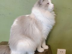 -猫猫幼稚园·撸猫·桌游·电玩
