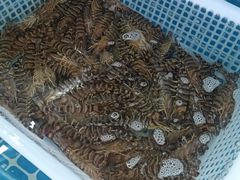 -初色海鲜自助(万丰路店)