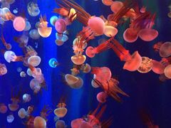 -成都浩海立方海洋公园