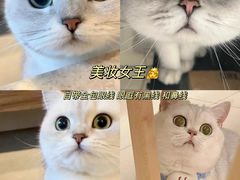 -猫十亿·布偶金渐层·曼基康矮脚猫舍(青年路店)