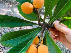 -塘栖枇杷特色园区