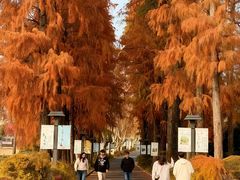 -东湖落雁景区