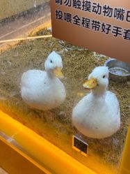 -神奇动物撸宠馆·羊驼·小浣熊·异宠(豫园店)