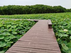 -梁鸿国家湿地公园