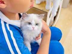 -有喵·猫咖·狗咖·30几只猫10只小狗(岗厦店)