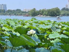 -济南大明湖景区