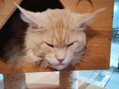 -more than meow吴止猫主题餐厅(承德 中船汇店)