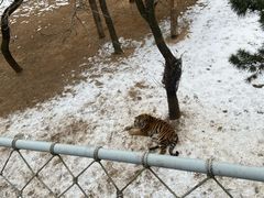 -西霞口神雕山野生动物世界
