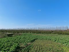 -上海长兴岛郊野公园