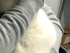 -北京赛佳动物医院