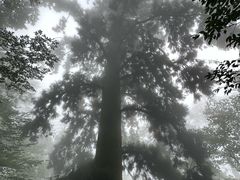 -天目山大树王景区