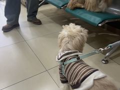 -米苏动物医院·犬猫专科·骨科外科内窥镜