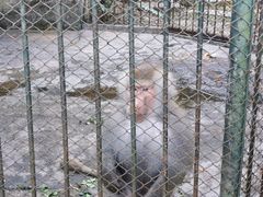 -深圳野生动物园