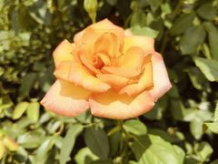 -亚龙湾国际玫瑰谷