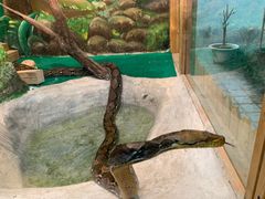 -上海大自然野生昆虫馆(东方明珠·爬宠昆虫探索中心)