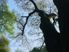 -西湖风景区十里琅珰-五云山