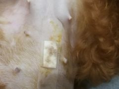 -安安宠医宠物医院·异宠·犬猫内科(岳阳分院)