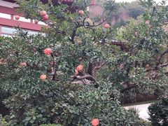 -西安华清御汤酒店