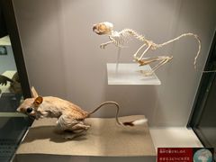 -东京国立博物馆