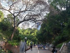-九龙公园