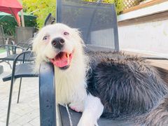 -汪说喵讲宠物乐园宠物酒店(红星美凯龙店)