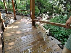-大岭沟猕猴桃谷风景区