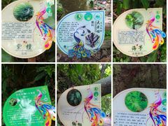 -西双版纳原始森林公园