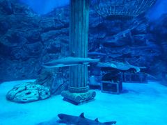 -芜湖新华联大白鲸海洋公园