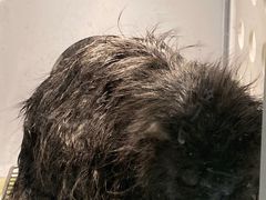 -BABIT巴比特宠物(MOMOPARK店)