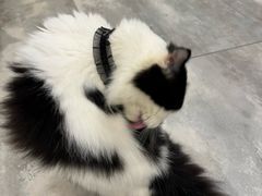 -楼上猫咖(罗湖店)