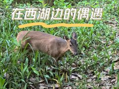 -虎跑公园