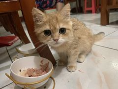 -瑞派雷欧宠物医院·中兽医·眼科·急重症转诊中心(黄台店)