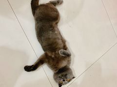 -瑞鹏宠物医院·夜间急症·心超·猫科(祖庙分店)