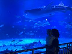 -烟台海昌鲸鲨海洋公园