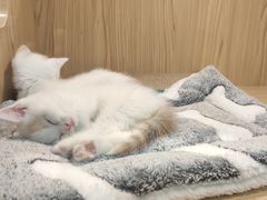 -屋虎猫馆(宝安大仟里店)