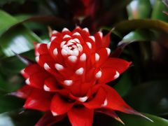 -朝来春花卉市场