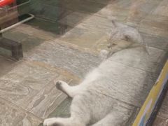 -猫咪博物馆(顶澳仔猫街店)