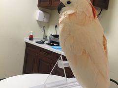 -美联众合动物医院·24h转诊中心