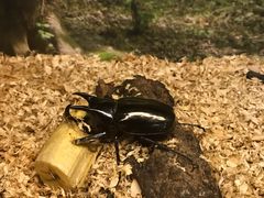 -上海大自然野生昆虫馆(东方明珠·爬宠昆虫探索中心)