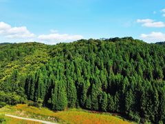 -武陵山森林公园