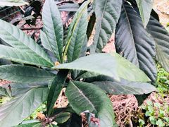 -塘栖枇杷特色园区