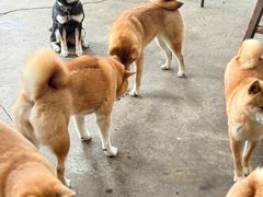 -柴犬高等学院·狗咖·柴犬售卖·宠物训练