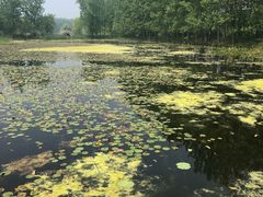 -微山湖红荷湿地景区