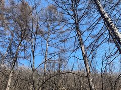 -吉林市朱雀山国家森林公园