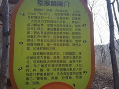 -大岭沟猕猴桃谷风景区