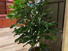 -寿州大饭店·餐厅