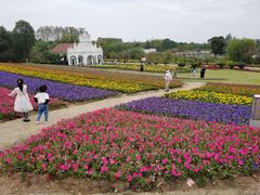 -杭州湾海上花田景区