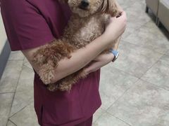 -美联众合动物医院·24h转诊中心