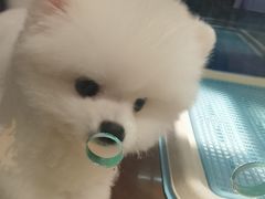 -FAELING PETS美天灵宠物(富力广场店)