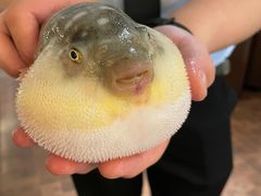 -肆月河豚·新淮扬(金融街店)
